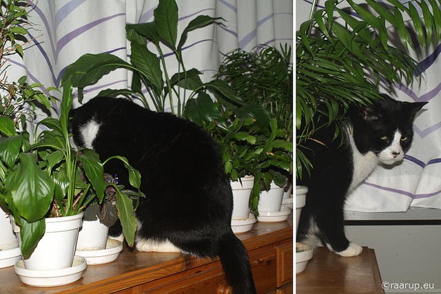 Tiptoe through the houseplants (2008)