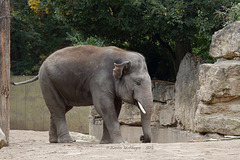 Jungelefant Gandhi (Zoo Heidelberg)