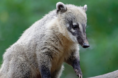 Coati