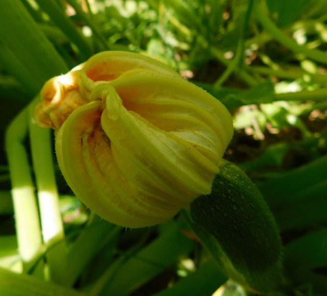 Fleur de courgette