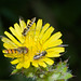 HoverflyIMG 5494
