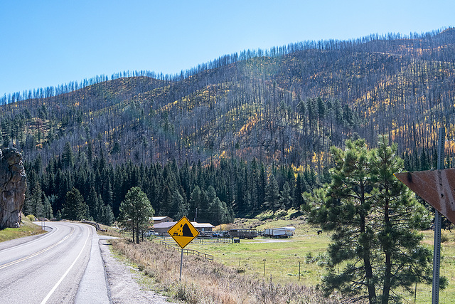 Forest on the drive