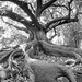 Sydney tree roots