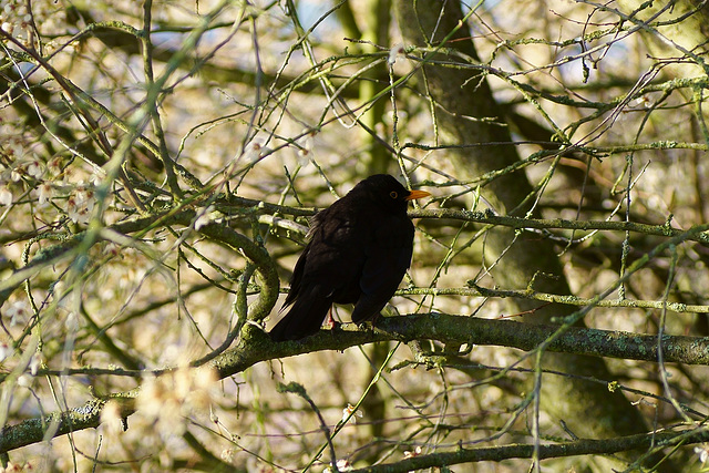 Amsel im Gebüsch