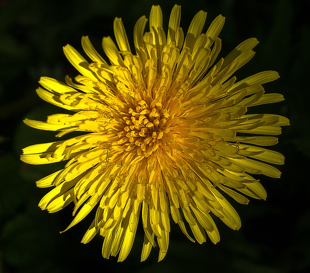 A Deluge Of Dandelions!! A Deluge Of Dandelions!!