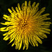 A Deluge Of Dandelions!!