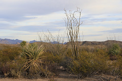 Yucca and Ocotillo