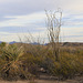 Yucca and Ocotillo