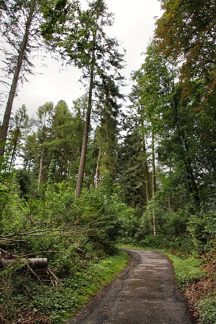 Am Langenkamp (Herdecke-Ende) / 1.08.2022