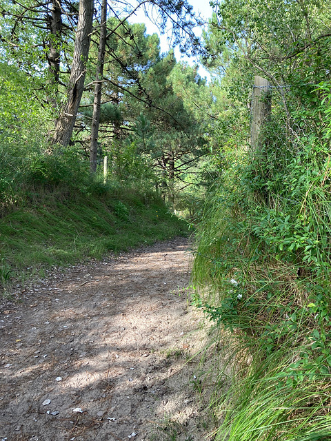 Fort Mahon chemin de la plage par les dunes