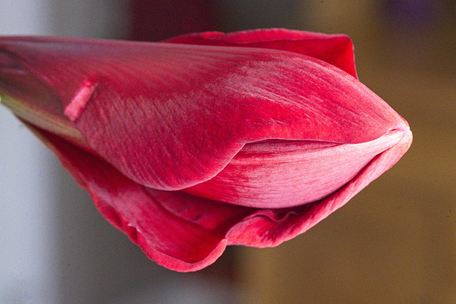 amaryllis close up