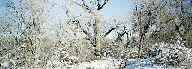 Formerly the largest cottonwood tree in the world