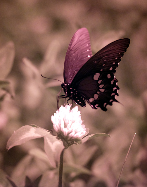 Infrared swallowtail on pink clover