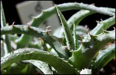 Hechtia argentea (2)