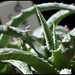 Hechtia argentea (2)