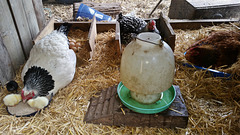 broody hen pen at full capacity