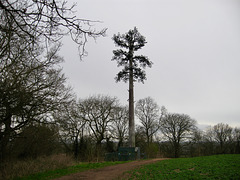 Mobile Mast disguised as a tree on Orton Hill near Wombourne