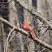 Northern Cardinal