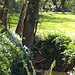 The wild garlic has spread over to the other side of the bridge