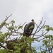 Tarangire, The African White-Backed Vulture