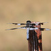 Common Whitetail Skimmer