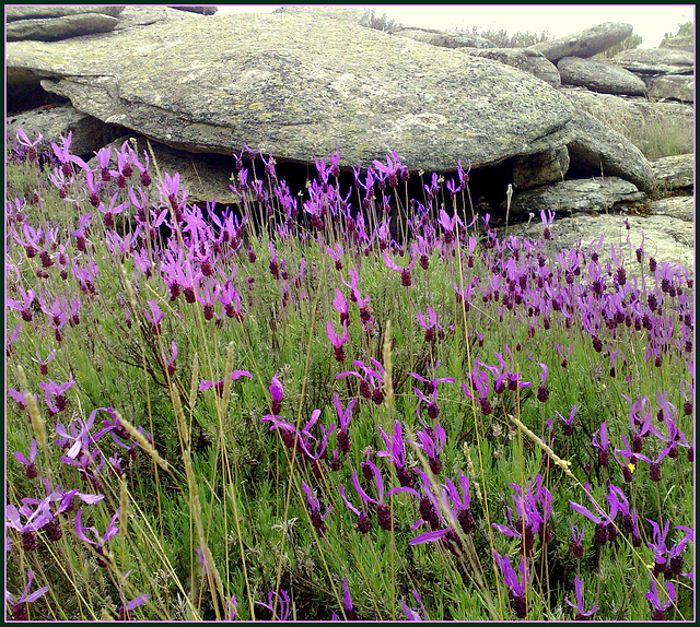 granite and Spanish lavender