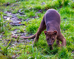 Fossa