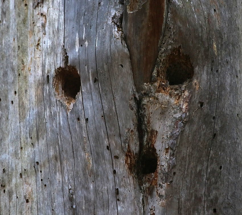 hier, pendant ma ballade en forêt, je me suis senti épié !!