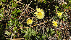 20200408 7098CPw [D~MI] Huflattich (Tussilago farfara), Großes Torfmoor, Hille