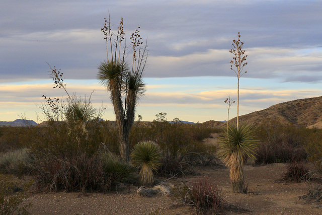 Yucca and Sunset