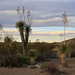 Yucca and Sunset