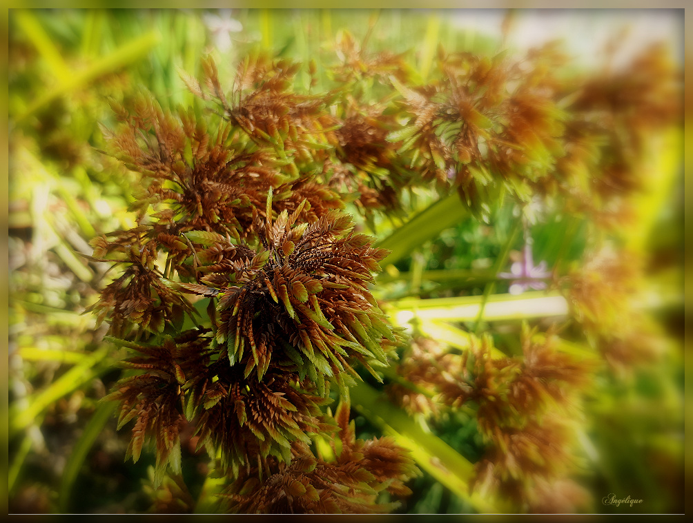 Cyperus eragrostis.......... Bon vendredi /HFF