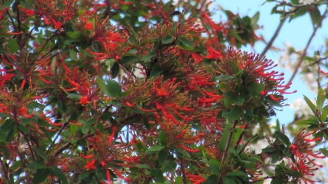 Illiwarra Flame Tree