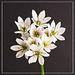 Wild Garlic Flowers
