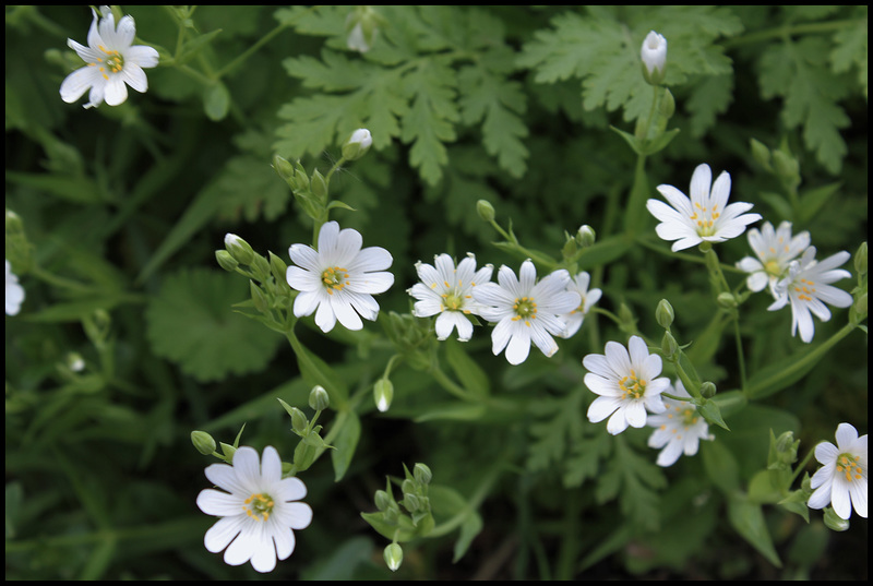 Stellaria holostea (2)