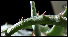 Hechtia argentea