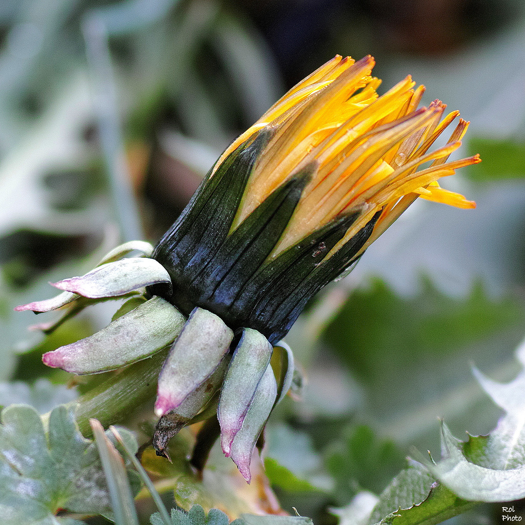 Capitule de Taraxacum