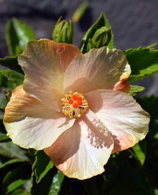 HIBISCUS