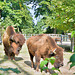 American bison