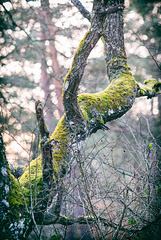 Forêt de Fontainebleau