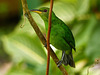 Green Honeycreeper female, Trinidad