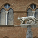 Capitoline Wolf at Siena Duomo