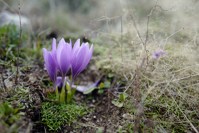 Crocus serotinus subsp. salzmannii, Serra do Larouco