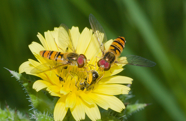 HoverflyIMG 5492