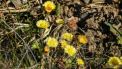 20200408 7100CPw [D~MI] Huflattich (Tussilago farfara), Großes Torfmoor, Hille