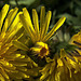 A Deluge Of Dandelions!!