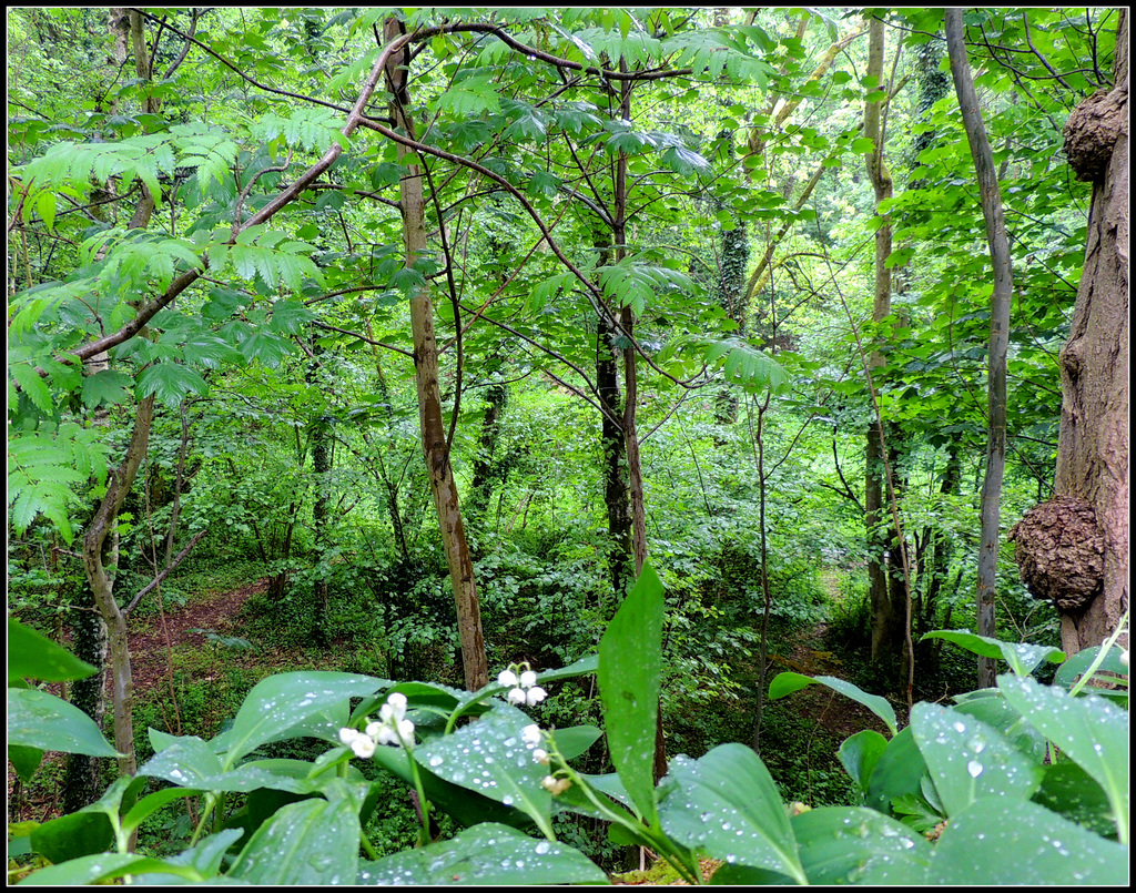 Convallaria Majalis forest