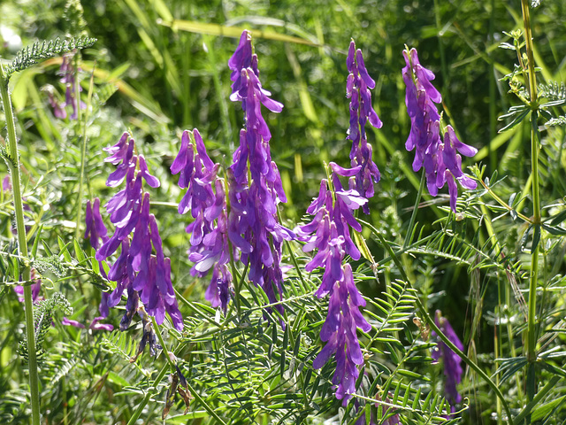 Wildblumen