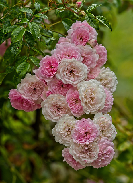 Pink & White Roses