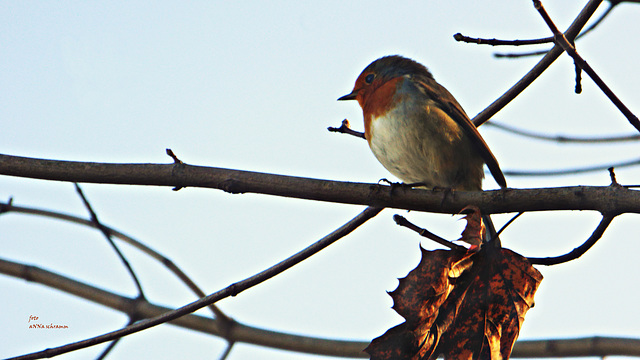 Rotkehlchen